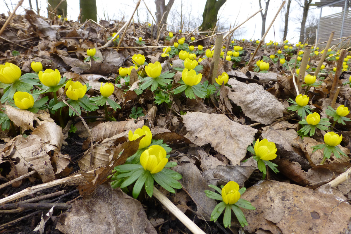 Frühlingsblüher im Garten: Der richtige Umgang mit Zwiebelpflanzen