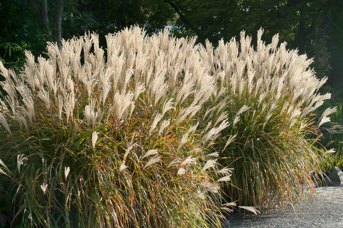 Die 10 imposantesten Gräser im Garten - Garten @ diybook.ch