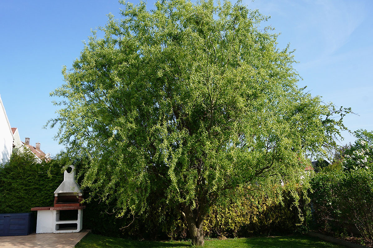 Ratgeber So bleibt der Garten in Form Bäume im Garten