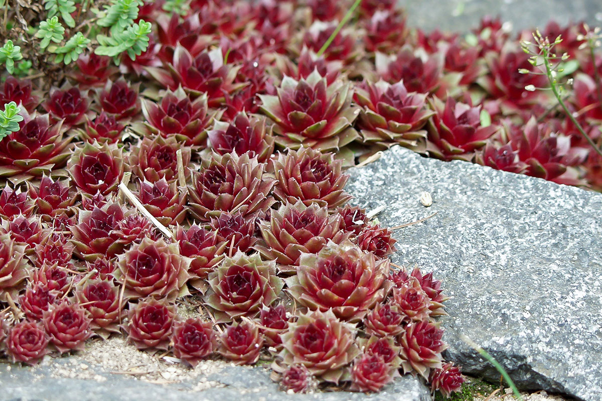 Bergwelt für daheim: Die 17 beliebtesten Steingartenpflanzen - Garten