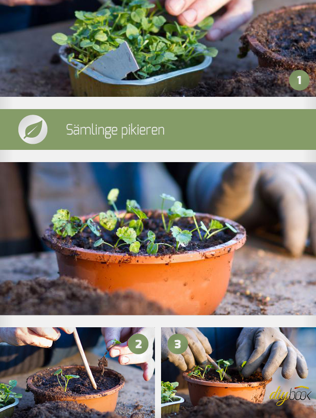 Sämlinge pikieren Anleitung & Tipps diybook.ch