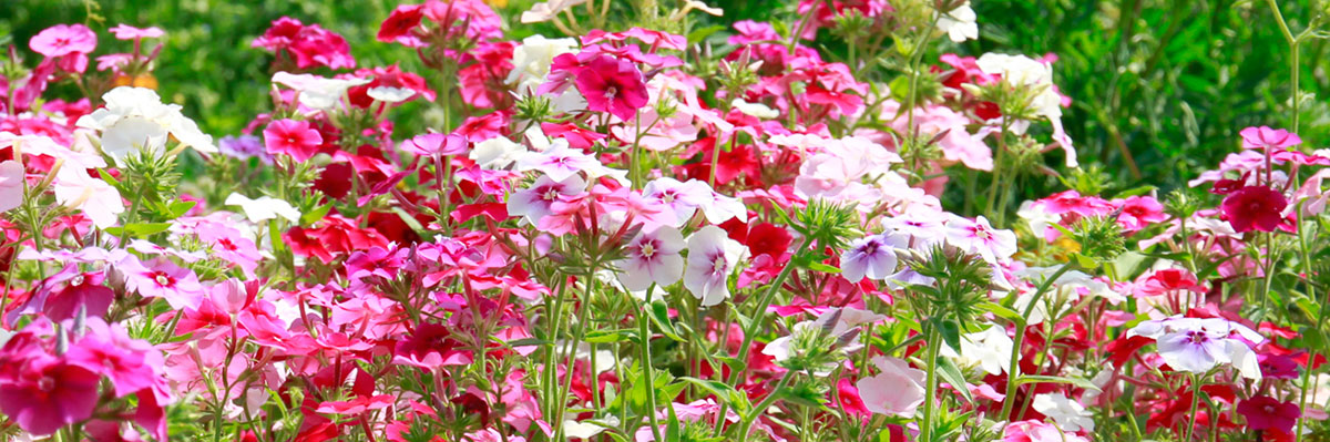 Die 10 beliebtesten Sommerblumen im Garten Garten diybook.ch