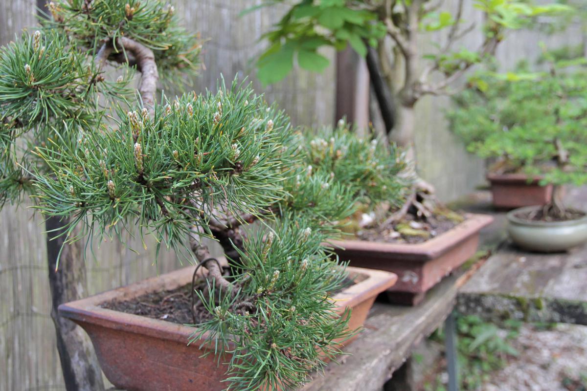 Garten mit Stil: Formgehlze und Gartenbonsai - Garten @ diybook.ch