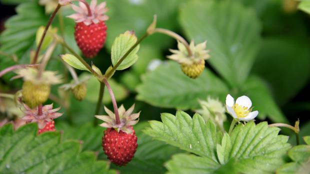 Erdbeeren Mit Pflege zum roten Genuss aus dem Garten Garten