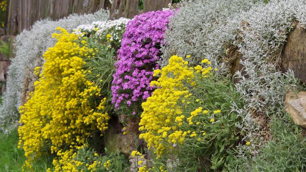 Trockenmauer-Bepflanzung in voller Blüte