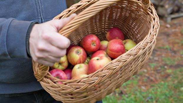Gefüllter Apfelkorb nach der Ernte