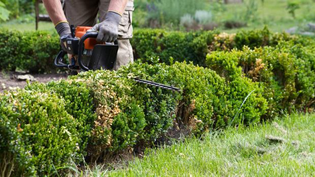 Gepflegte Buchsbaumhecke im Garten