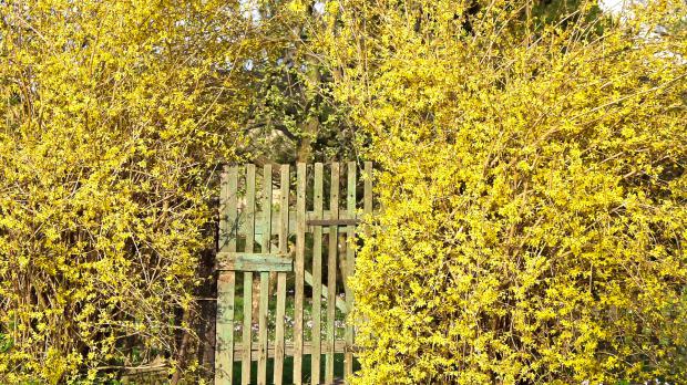 Forsythien als Einfriedung