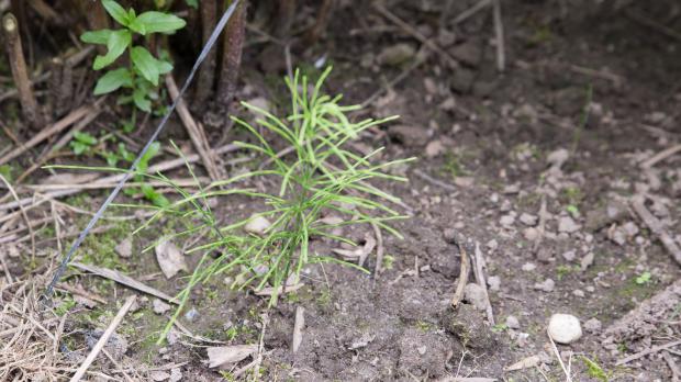 Schachtelhalm wächst im Garten