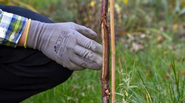 Verbissspuren an jungem Obstbaum