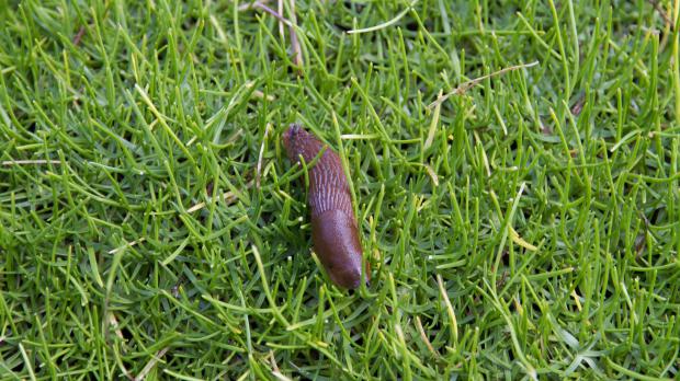 Nacktschnecke im Garten