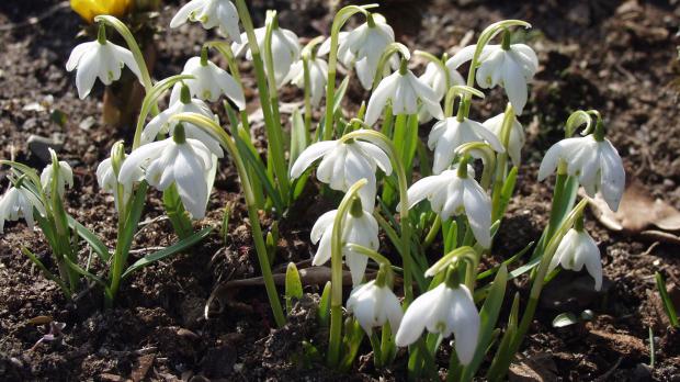 Schneeglöckchen im Frühjahr