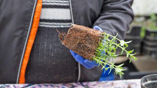 Minze vermehren Rhizome teilen und einpflanzen Garten diybook.ch