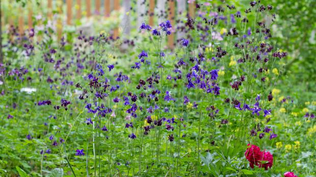 Die 10 schönsten Wildpflanzen für den Naturgarten Garten diybook.ch