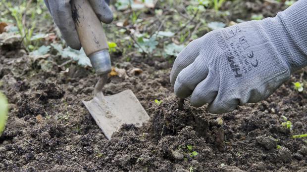 Mit Gartenschaufel Wurzelstock aus dem Boden bergen