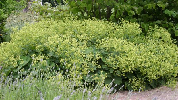 Frauenmantel mit gelben Blüten