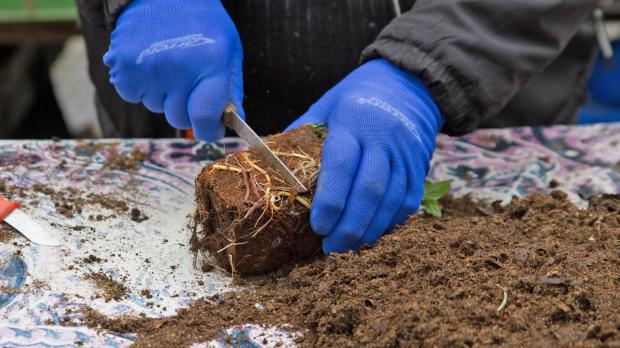 Wurzelballen mit Messer halbieren