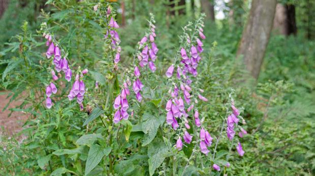 Die 10 schönsten Wildpflanzen für den Naturgarten Garten diybook.ch