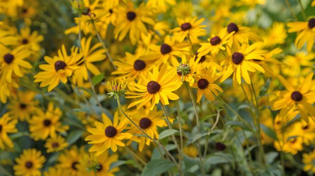 Sonnenhüte, auch bekannt als Rudbeckia