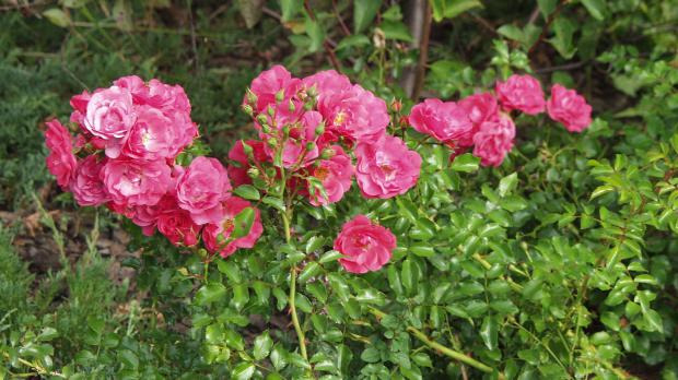 Rosenarten: Gartenrosen im Überblick - Garten @ diybook.ch
