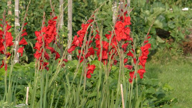 Rote Gladiolen im Sommer