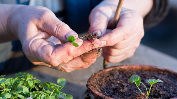 Wurzelbereich der Jungpflanze prüfen