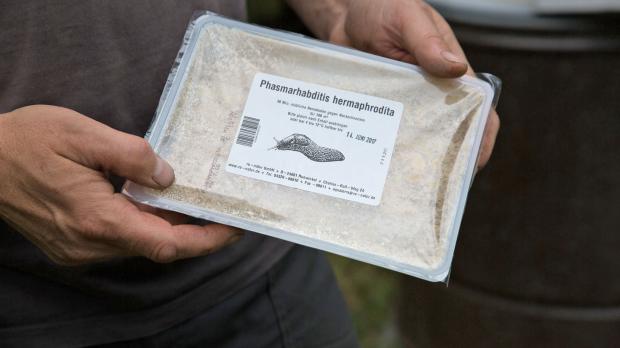 Nematoden weitsichtig einsetzen