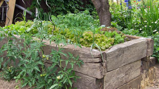 Der Naturgarten Elemente und Kriterien. Tipps & Tricks vom Gärtner