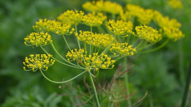 Dill während der Blütezeit
