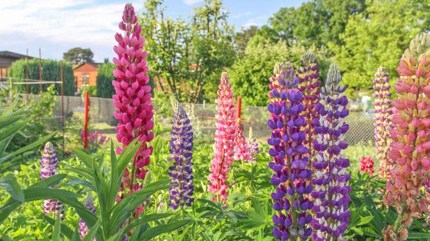 Die 10 schönsten Wildpflanzen für den Naturgarten Garten diybook.ch