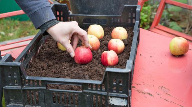 Äpfel richtig lagern - Garten @ diybook.ch