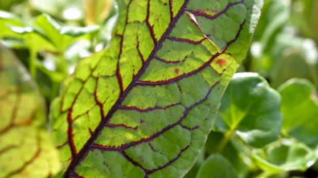 Blutampfer mit roter Blattnervatur