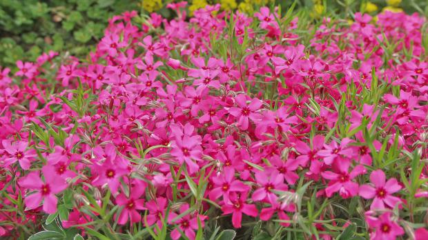 Üppig blühender Polsterphlox