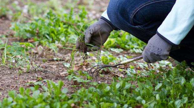 Wildkraut im Garten entfernen