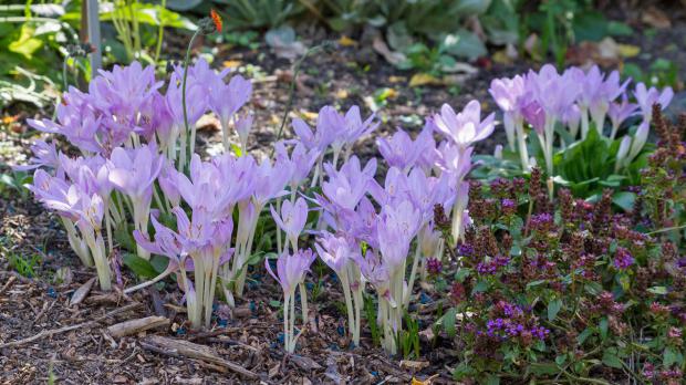 Herbstzeitlose als Gartenschmuck