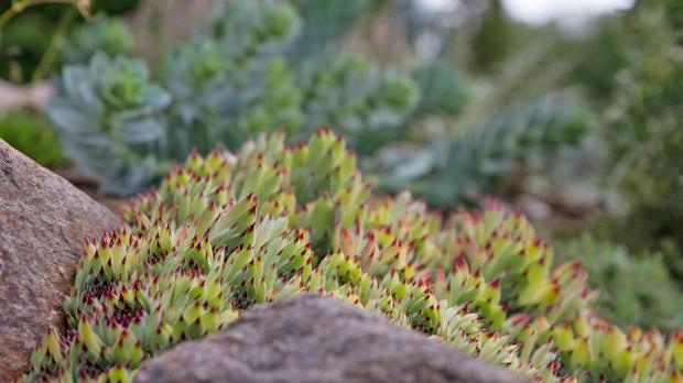 Klein, aber fein: Die 7 besten Pflanzen für Tröge und Mini-Steingärten