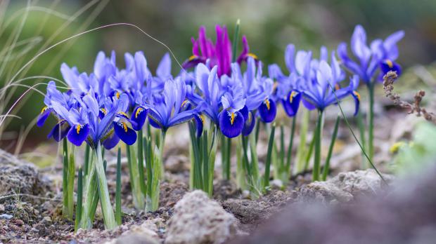 Blaue Zwiebeliris im Garten