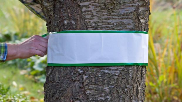 Leimring zum Schutz vor Raupen um Baum wickeln