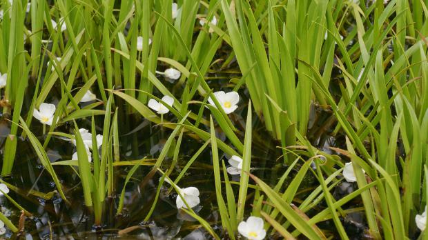 Weiße Blüten der Krebsschere