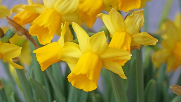 Märzenbecher läuten den Frühling ein
