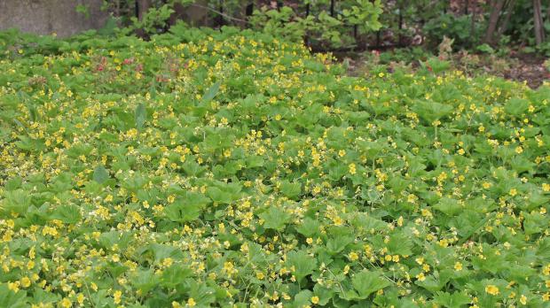 Waldsteinien während der Blüte