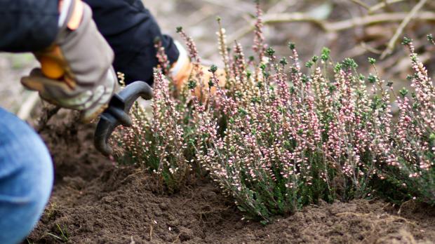 Besenheide in den Garten pflanzen