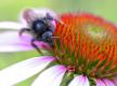 Biene bestäubt eine Blüte des purpurnen Sonnenhuts