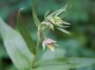 Orchidee: der Sumpf-Stendelwurz