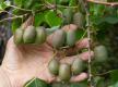Reife Kiwi-Früchte ernten