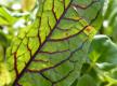 Blutampfer mit roter Blattnervatur