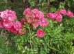 Bodendeckerrosen in voller Blüte