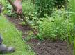 Beet mit Harke auflockern