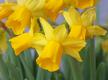 Märzenbecher läuten den Frühling ein