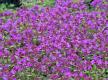 Blüten des Sandthymian in dunklem Magenta